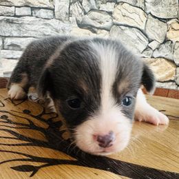 Bluie boy 2 - Gray and white male American Corgi puppy in Scottown, Ohio from Wyndy Ridge Corgis