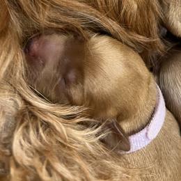 Lavender collar girl - Apricot female Goldendoodle puppy in Fairfield, California from Twin Sisters Doodles