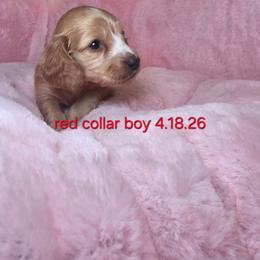 Red collar 2,200 - Cream male Dachshund puppy in Bristol, Tennessee from It's Mini Wieners Baby
