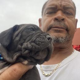 Cane Corso Puppies from Busch Kennels LLC