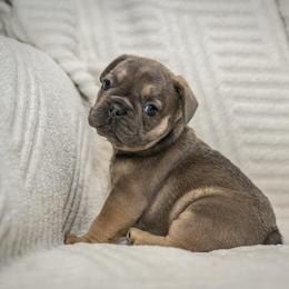 Zippy - Tricolors male French Bulldog puppy in Violet Hill, Arkansas from Obduro Bullies and Frenchies