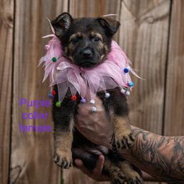 Purple Collar Girl - Sable female German Shepherd puppy in Universal City, Texas from Jaxinhaus German Shepherds