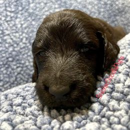 Goldendoodle and Poodle Puppies from SnickerDoodlePups