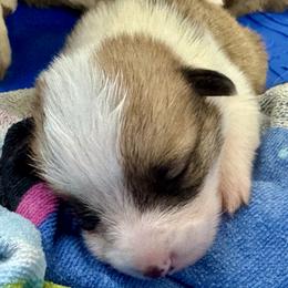 Corrie - Red female Pembroke Welsh Corgi puppy in Brashear, Texas from Sherwood Acres Pembrokes