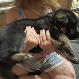 German Shepherd Puppies from McGarry German Shepherds