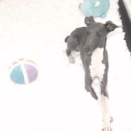 Gia - Italian Greyhound
