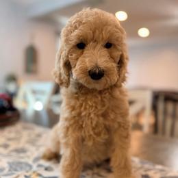Lila - Apricot female Goldendoodle puppy in Macclenny, Florida from Baker County Goldendoodles