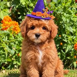 Red - Red  female Goldendoodle puppy in Tucson, Arizona from Adored Poodle & Doodles