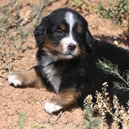 Bernese Mountain Dog, Golden Mountain Dog, and Golden Retriever Puppies from Grateful Bernese & Gage's Goldens