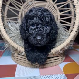 Hades - Black male Labradoodle puppy in Kingston, Georgia from CC Familydoodles