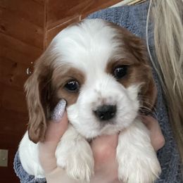 Cavalier King Charles Spaniel All Grown Up from Narrows Creek Cavaliers