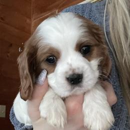 Cavalier King Charles Spaniel All Grown Up from Narrows Creek Cavaliers