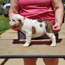Bulldog and French Bulldog Puppies from Impressive Bulldogs and French Bulldogs