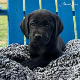 Pink Girl - Black female Labrador Retriever puppy in Colorado from Albrecht Farms Labrador Retrievers