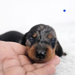 Black and tan dapple male (Blue) 3208.56 - Dapple male Dachshund puppy in Belle Rive, Illinois from Akin's Miniature Dachshunds, LLC