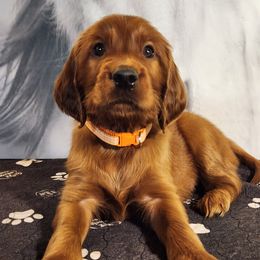 Orange collar - Mahogany male Irish Setter puppy in Baileyville, Maine from Down East Setters and Labs