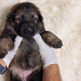 Girl 2 - Sable female German Shepherd puppy in Hollis Center, Maine from Noble German Shepherds of Maine
