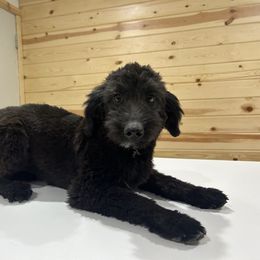 Eenie - Black and white male Aussiedoodle puppy in Payson, Utah from Country Sky Doodles