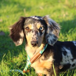 Dachshund All Grown Up from Flying G Dachshund