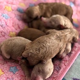 Cavapoo Puppies from Ginger Doodle Babies