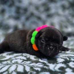 Purple collar - Brindle female French Bulldog puppy in Polk City, Florida from Best Friend Frenchies, LLC