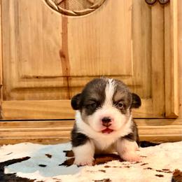 Tri male - Black and tan male Pembroke Welsh Corgi puppy in Johnson City, Texas from McCall Creek Corgis
