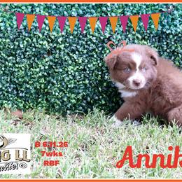 Annika - Red female Miniature Australian Shepherd puppy in Madisonville, Texas from Flying LL Aussies