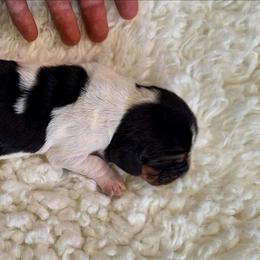 Farrah - Black brown and white female Basset Hound puppy in Mack's Creek, Missouri from Mack's Creek Basset Hounds