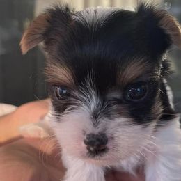 Yorkshire Terriers from Robinson's Yorkies