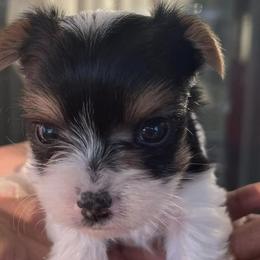 Yorkshire Terriers from Robinson's Yorkies