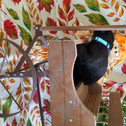 Miniature Schnauzer Puppies from Camp Creek Schnauzers