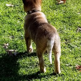 Australian Cattle Dog Puppies from Buffalo Valley AKC Austrlian cattle dogs