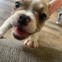 "Cannoli " French Bulldog Puppies from Kathrine's French Bulldogs