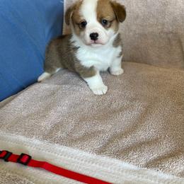 Girl 1 - Red female Pembroke Welsh Corgi puppy in Waxahachie, Texas from 4G Farms