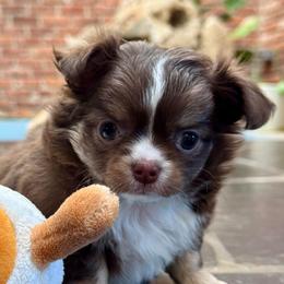 Bobbidi - Chocolate and tan female Chihuahua puppy in Summerfield, Florida from Impeccable's Boutique & Ethical Breeder for the educated & discriminating ONLY