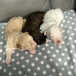 Girl 1 - White female Lagotto Romagnolo puppy in Akron, New York from Almar Lagotto