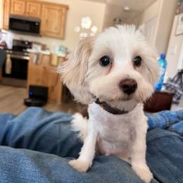 Charlie - White male Maltipoo puppy in Santaquin, Utah from Willow & Wag Farm