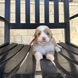 REBA - Red female Bernedoodle puppy in Corpus Christi, Texas from The Henke Doodles