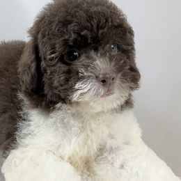 Truffle - Parti female Poodle puppy in Queens, New York from The 2 Musketeers_Cockapoos