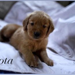 Bernedoodle and Golden Retriever Puppies from Golden Light Puppies