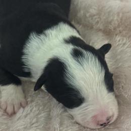 Titan - Black and white male Border Collie puppy in Mckinney, Texas from Border Collies of Ruidoso
