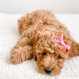 Cavapoo and Goldendoodle Puppies from Lake Cumberland Doodle Farm
