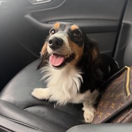 Phoebe - Dachshund
