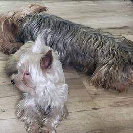 Yorkshire Terrier puppies from Mathiasons Little Barkers