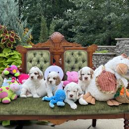 Boy 2 - White male Clumber Spaniel puppy in Bloomington, Indiana from Clussexx Kennels