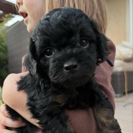 Luke (Black collar boy) - Phantom male Poodle puppy in Eagle Mountain, Utah from Liberty Farms Puppies
