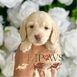 Louie - Cream male Dachshund puppy in Palm Bay, Florida from Life With Mini Paws