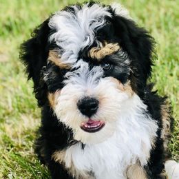 Hattie - Bernedoodle