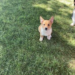 Girl 2 - Fawn Pembroke Welsh Corgi puppy in Idaho from McKay Corgi's