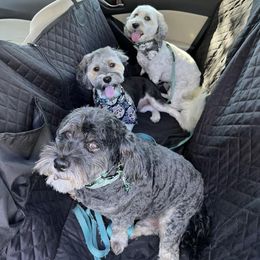 Havanese All Grown Up from HavtaHavRhavanese